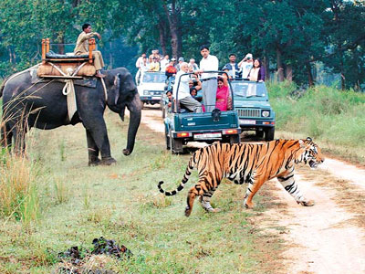 India Wild Life Tour